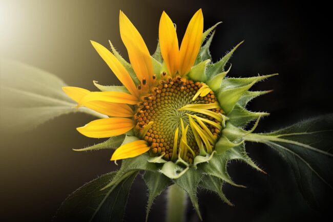sunflower-3113318_1920