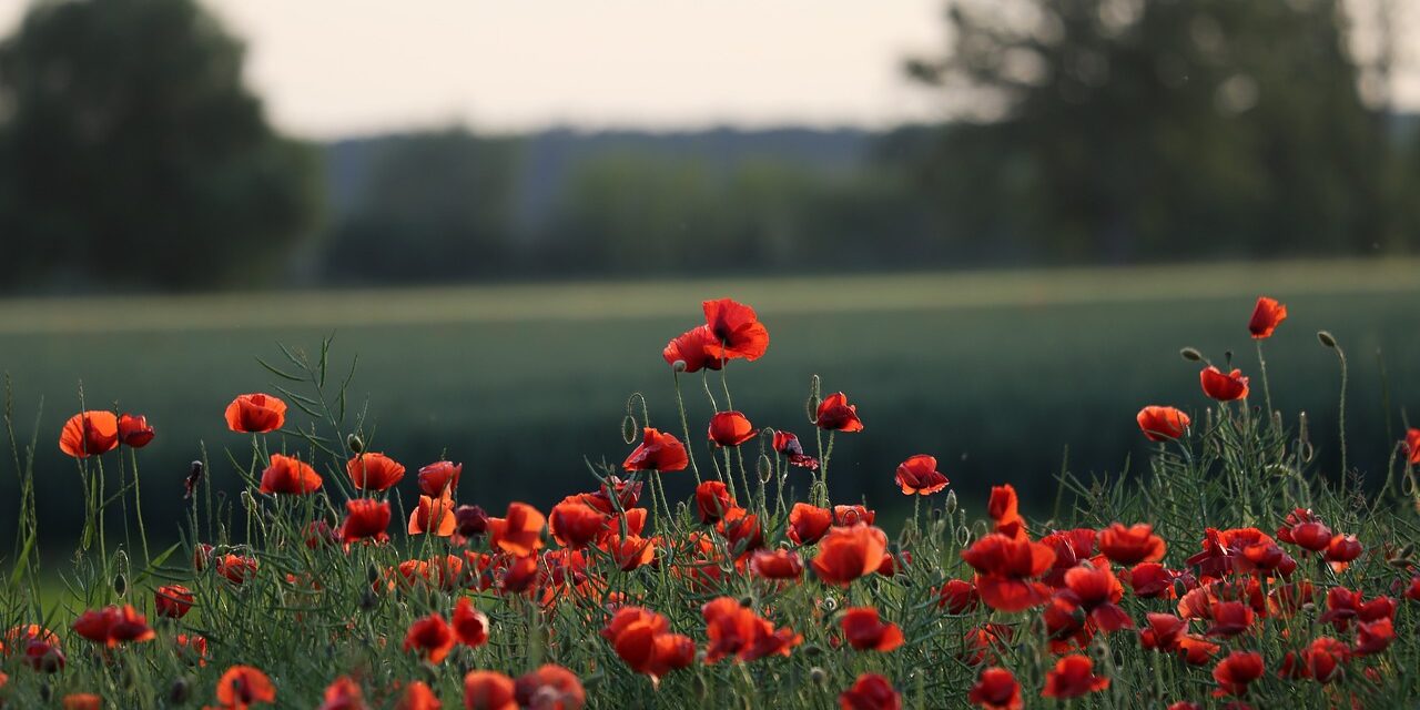 red-poppies-5206943_1280