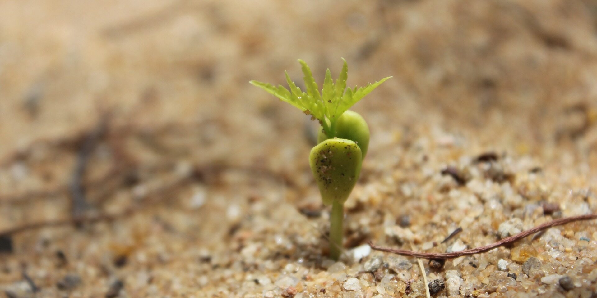 germination-5473511_1920