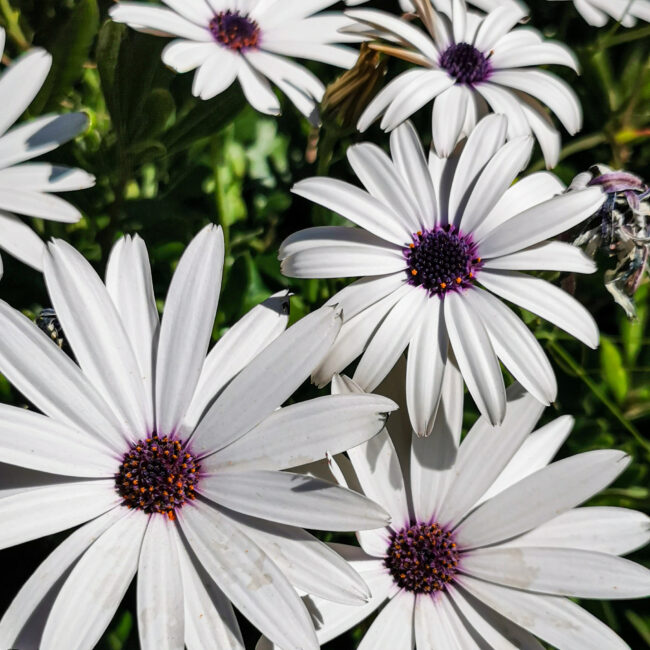 Condiviso da Lightroom Mobile