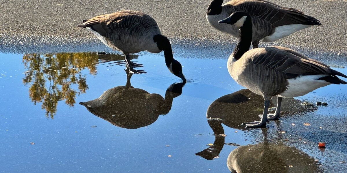 ducks