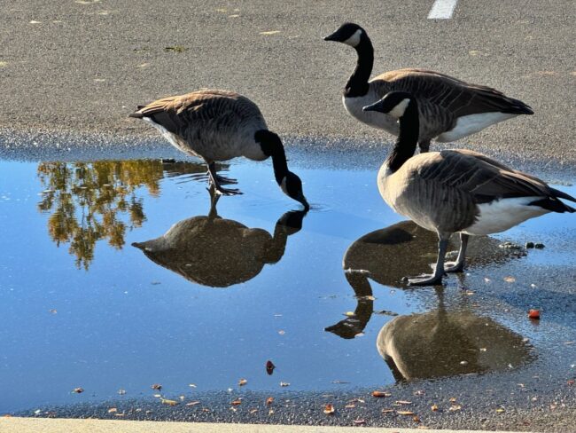 ducks