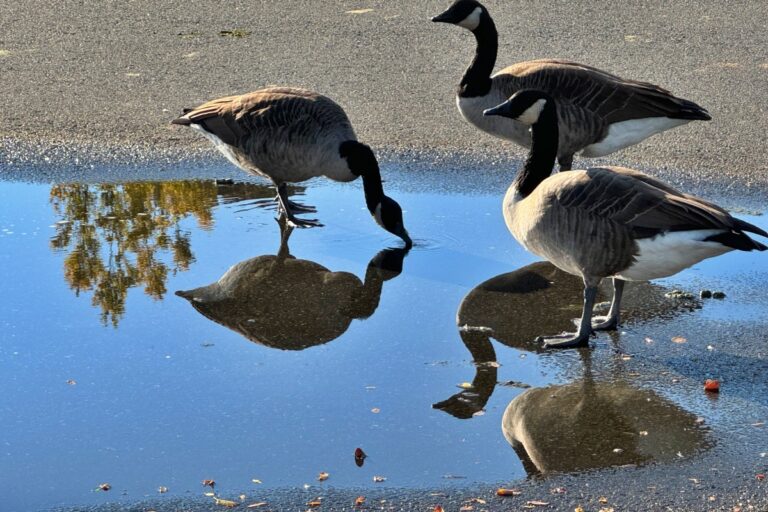 ducks